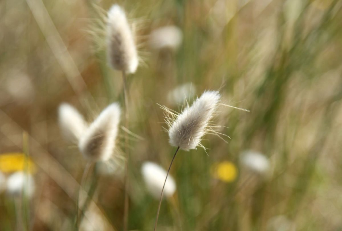 La flore à Ousitreham