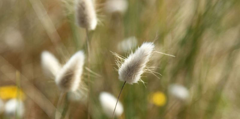 A nature escapade in the fens near Caen-La-Mer