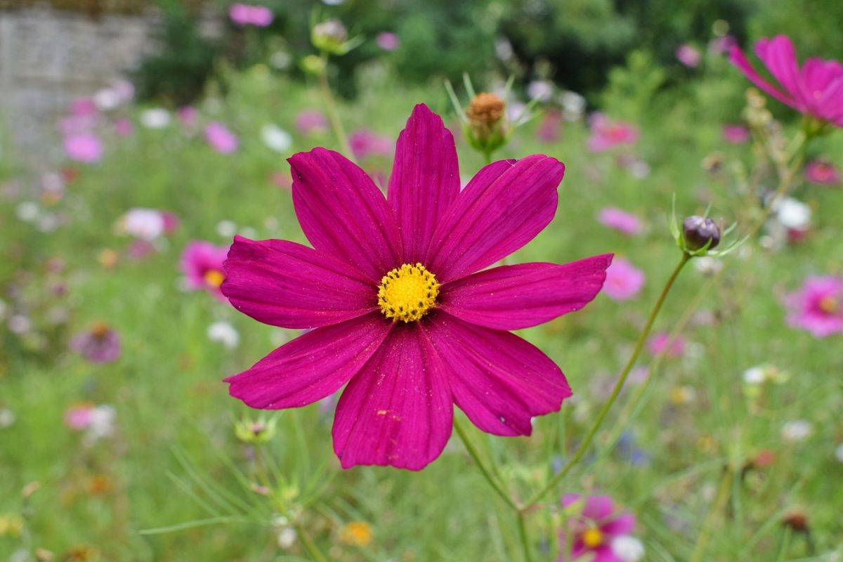 Fleur des champs à l'Abbaye d'Ardenne