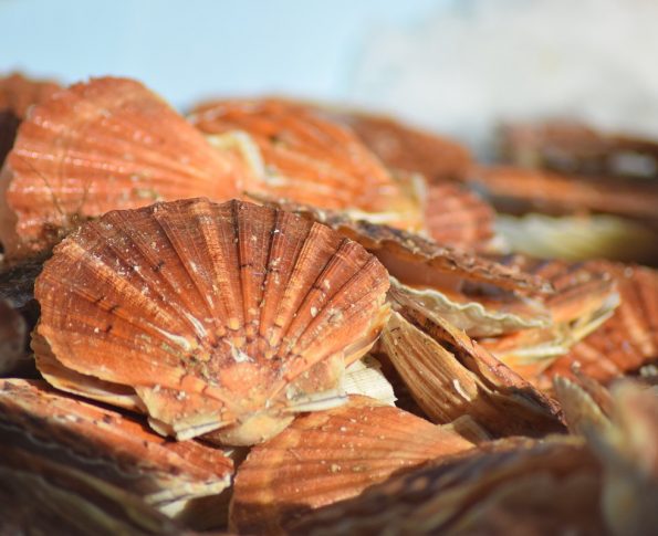 Scallop festival
