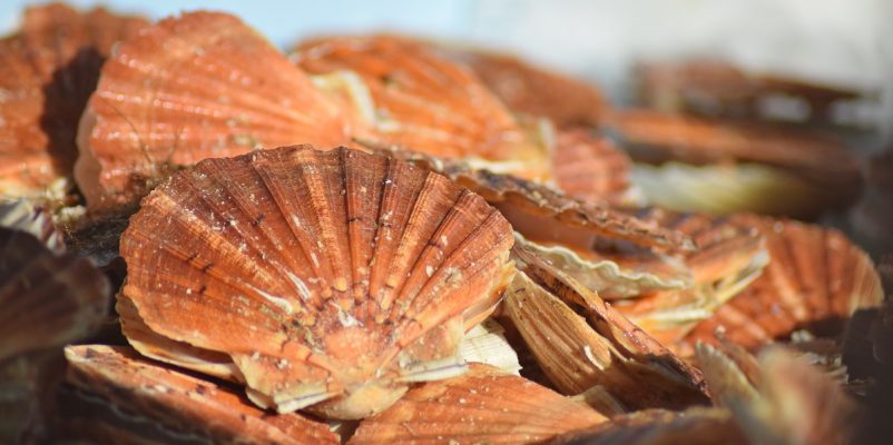Scallop festival