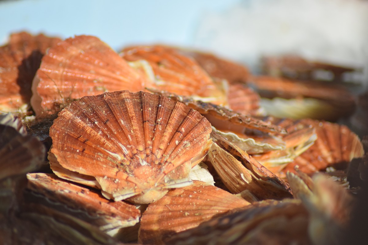 Coquille St Jacques