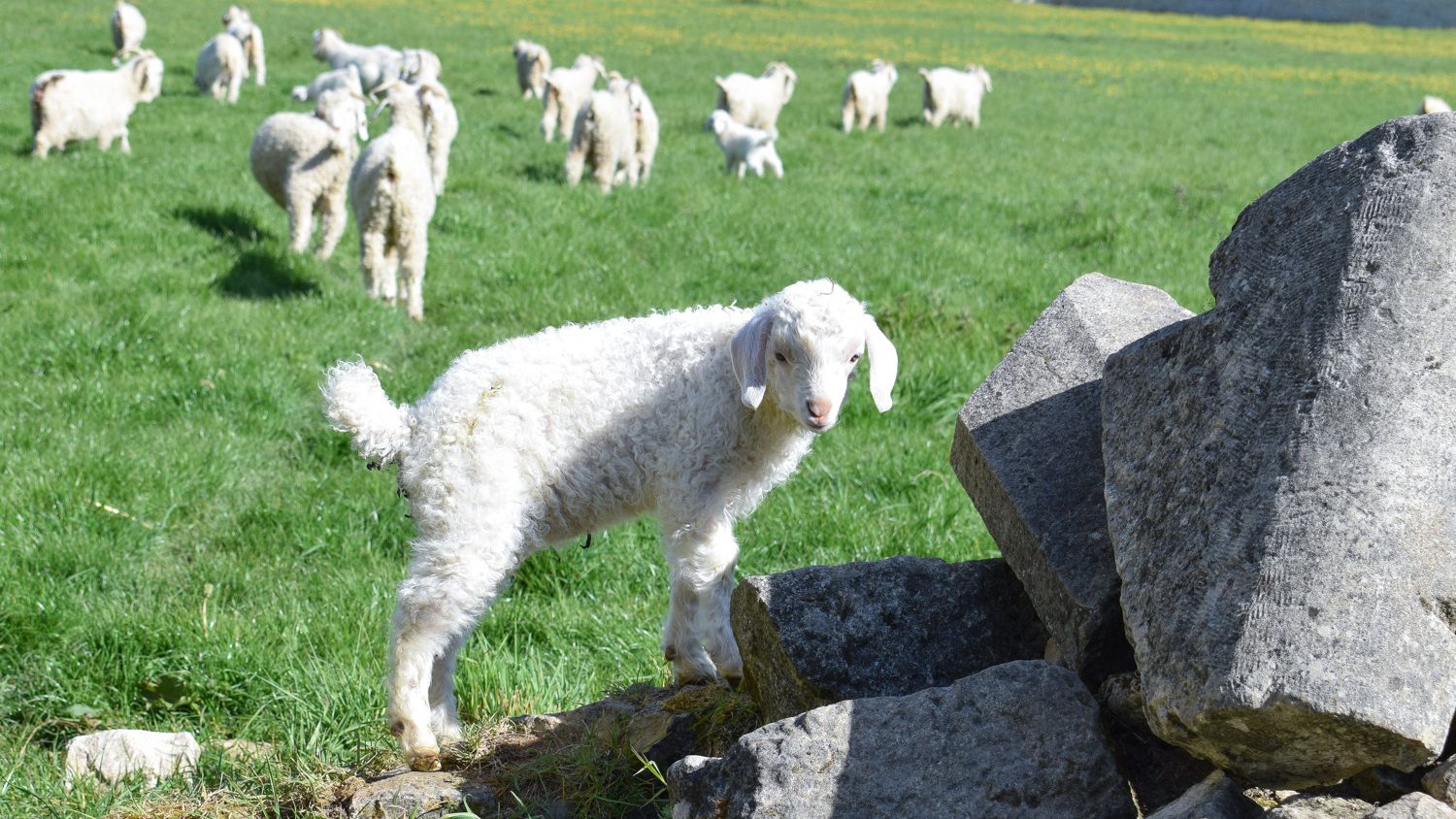 Company and farm visits