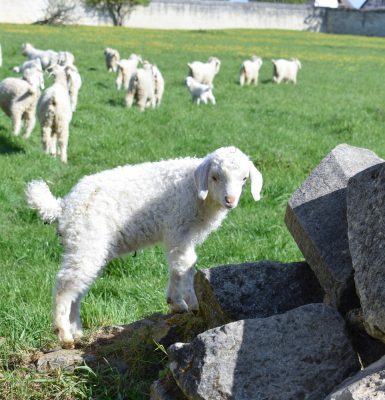 Company and farm visits