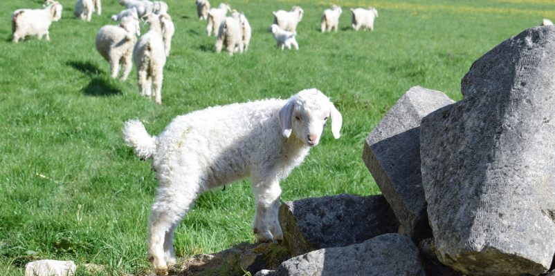 Company and farm visits