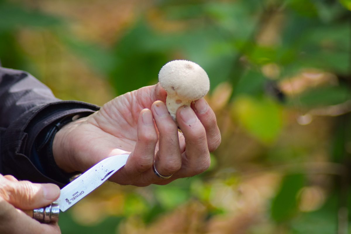 Cueillette de champignons
