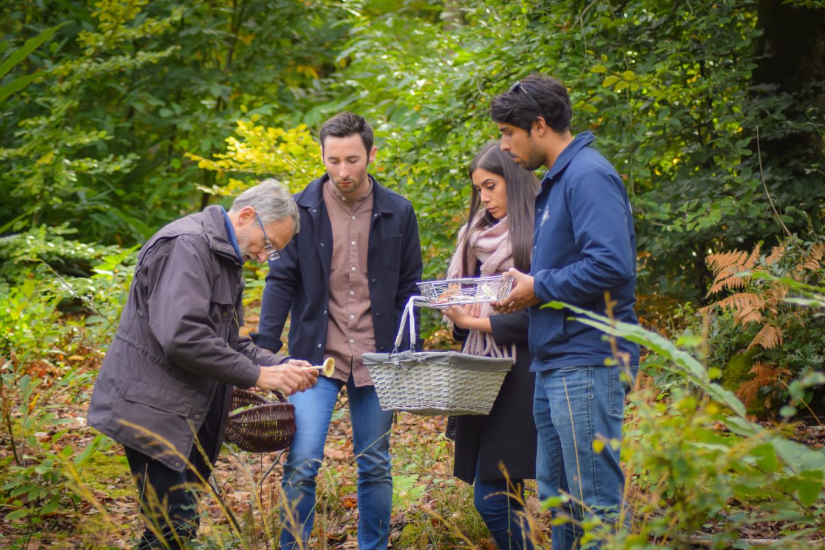 Sortie Cueillette de champignons