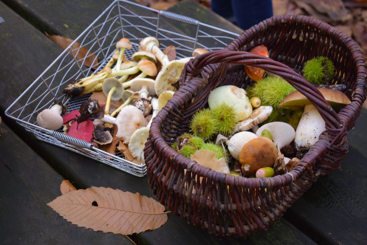 Panier de champignons