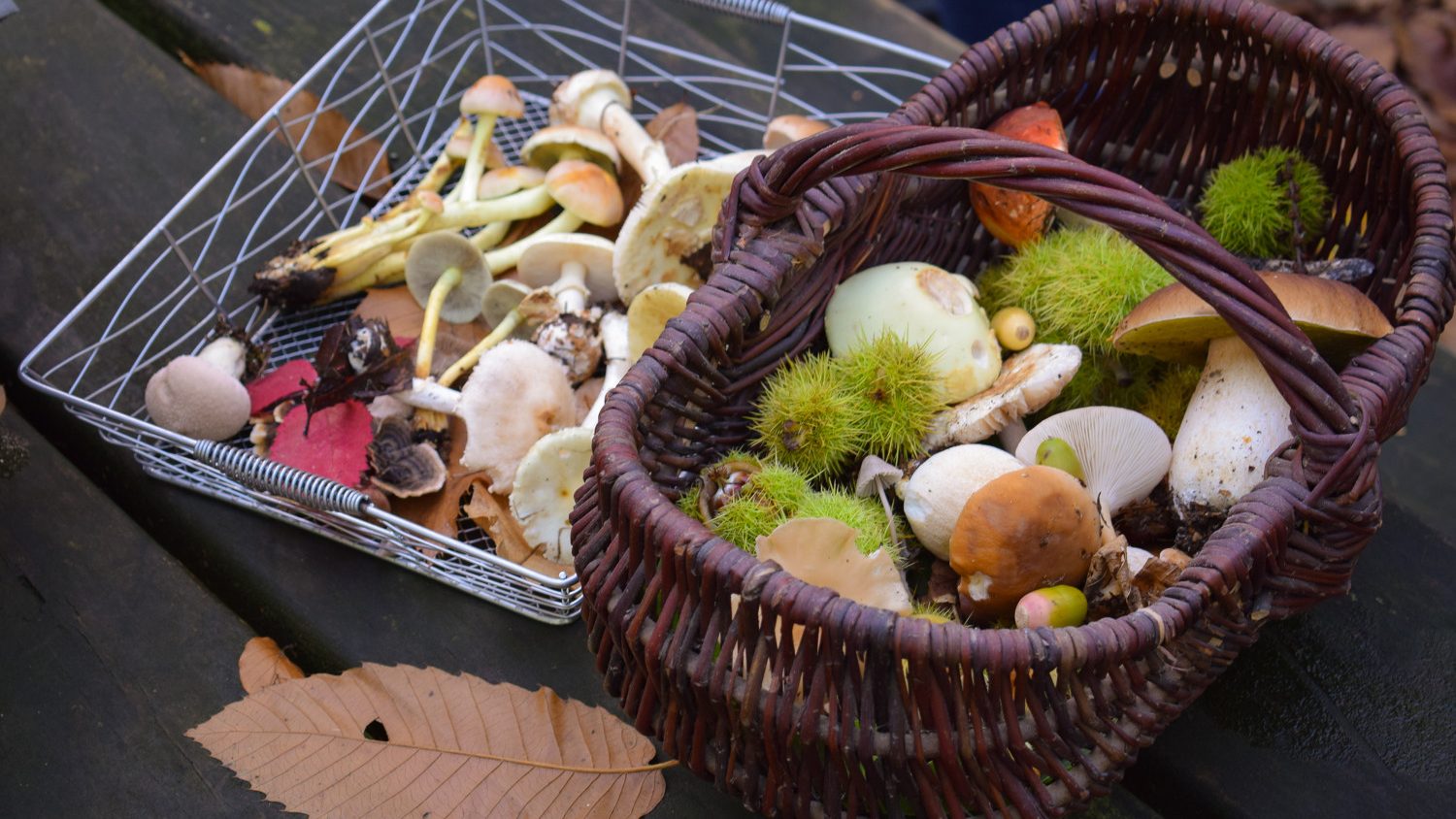498508-panier_de_champignons-caen_la_mer_tourisme___alix_jonet-1500px