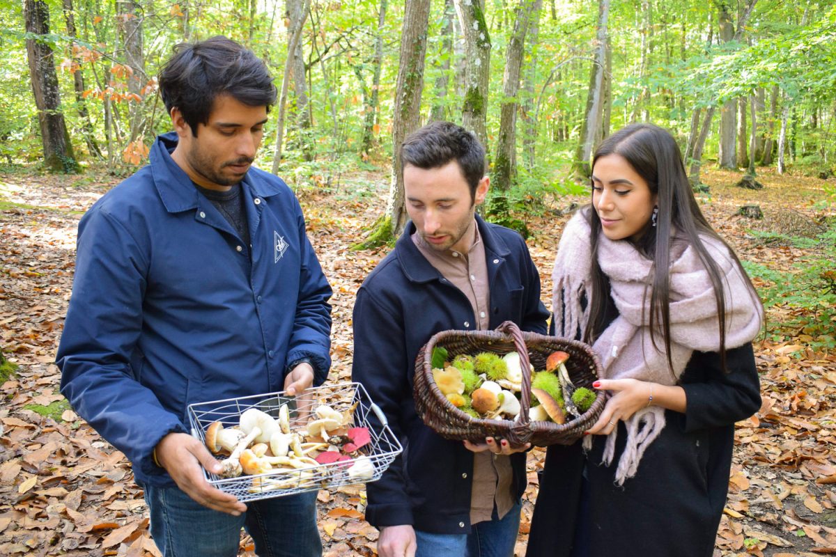 Cueillette de champignons dans la forêt de Grimbosq