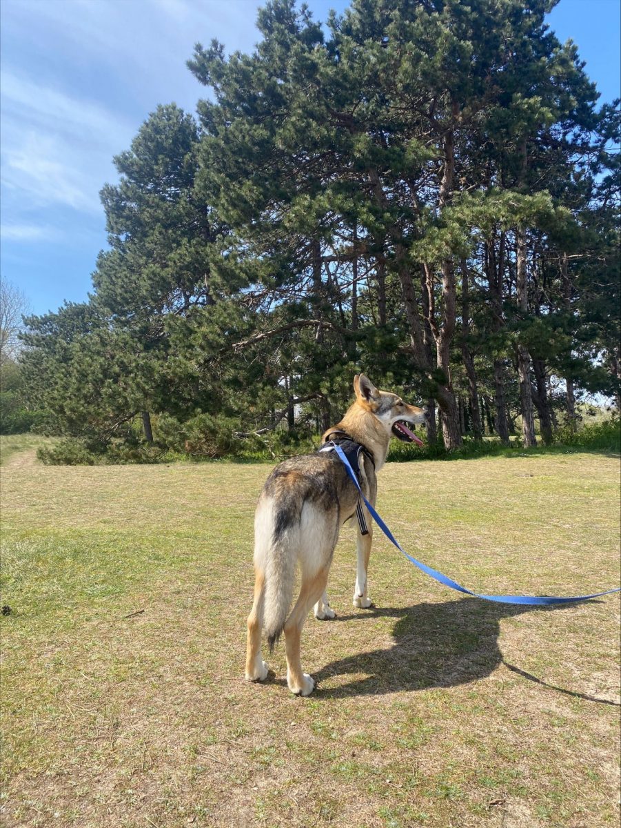 Dog at Pointe du Siège