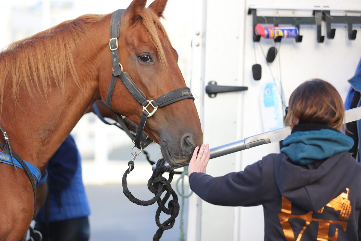 Sulky ride on the beach