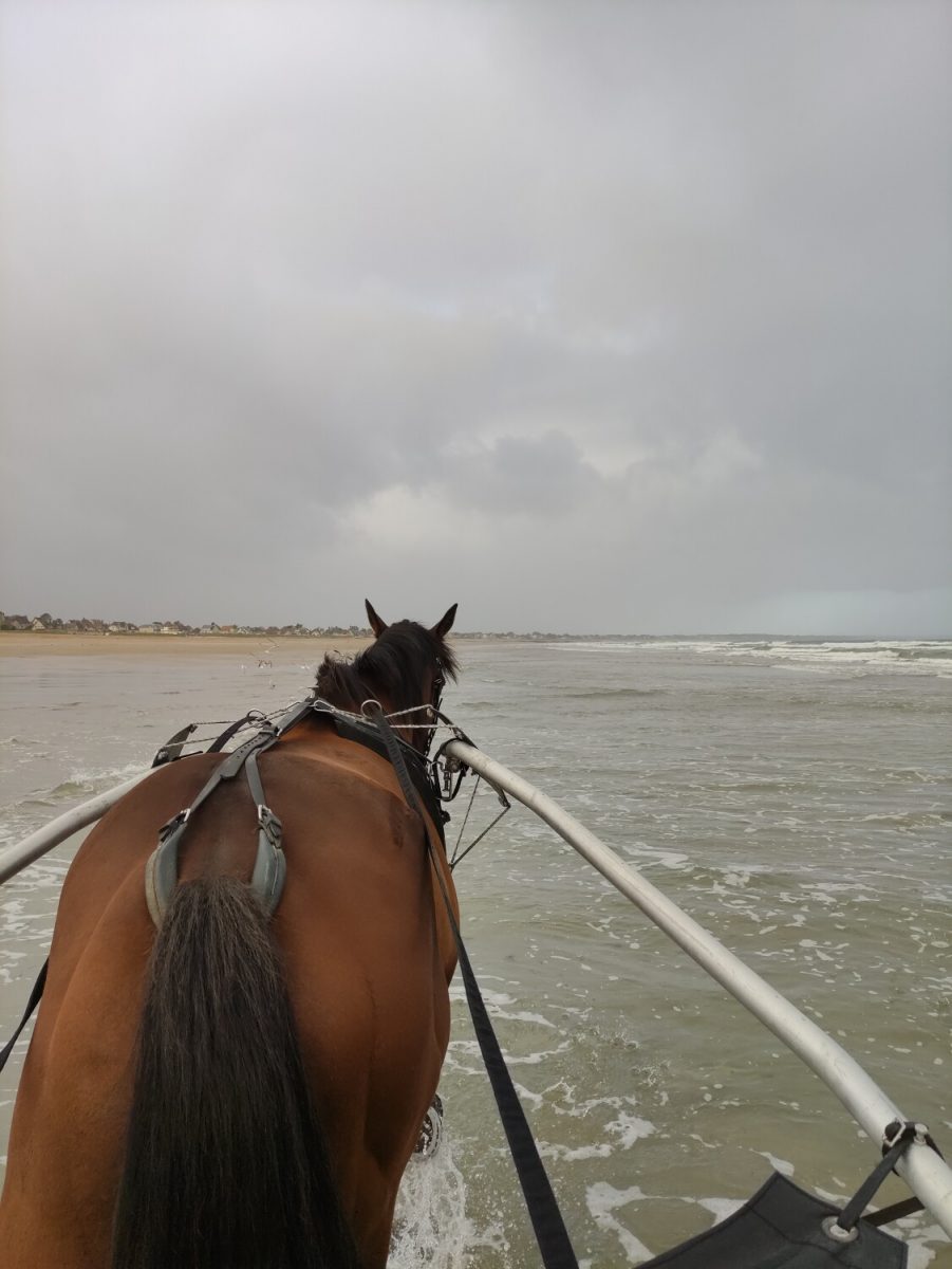 Sulky ride on the beach
