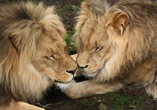 1_1200X900_Lions_AndreCambien