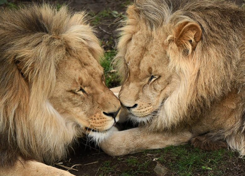1_1200X900_Lions_AndreCambien