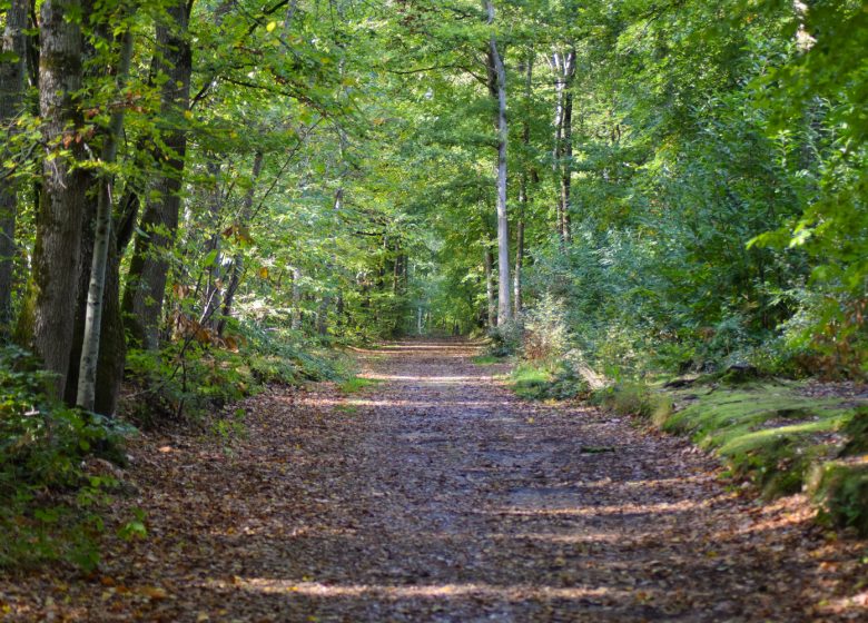12-avril–Foret-de-Grimbosq-Caen-la-mer-Tourisme—Alix-JONET-1500px-2