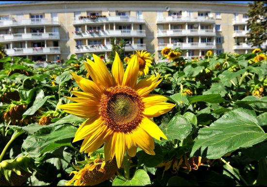 19877-Projet_de_jardin___l_Unique-Francois_DECAENS___Ville_de_Caen