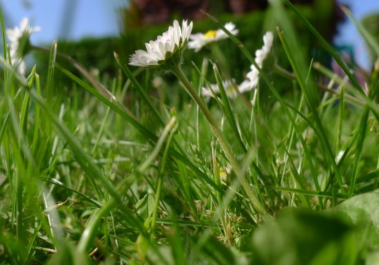 28267-Paquerettes-Francois_DECAENS___Ville_de_Caen-1500px