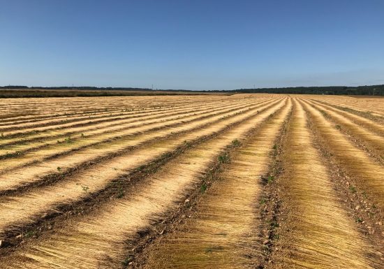 301147-Rouissage_du_lin-Ferme_Saint_Vaast_-_Fibre_de_Lin-1500px