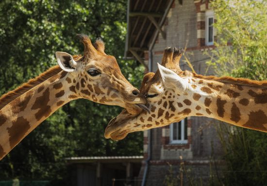 5_1200X900_Girafe_Thib’s prod – OTPV