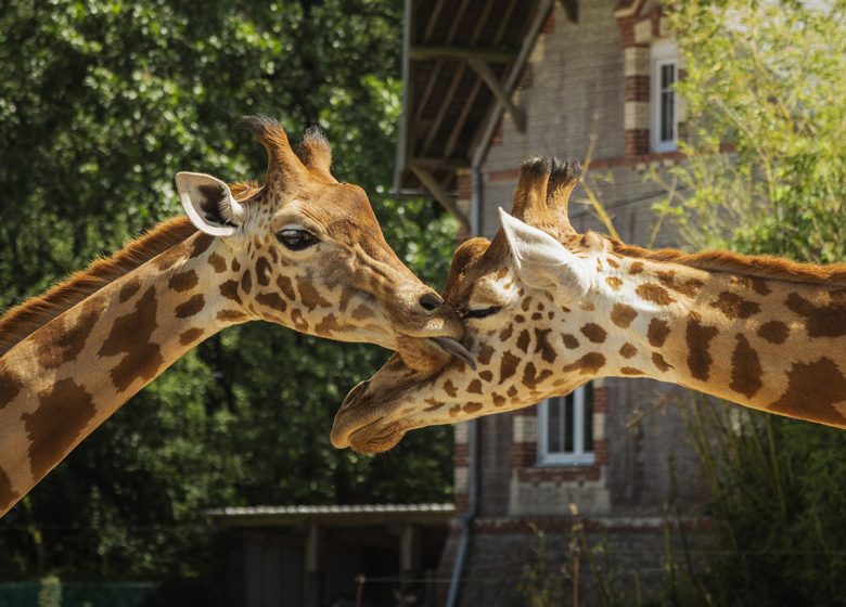 5_1200X900_Girafe_Thib’s prod – OTPV