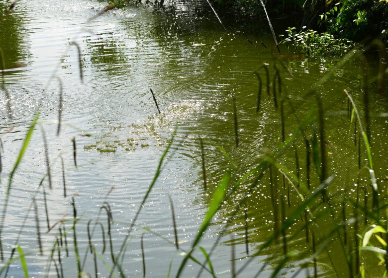 545749-La_colline_aux_oiseaux-Francois_DECAENS___Ville_de_Caen
