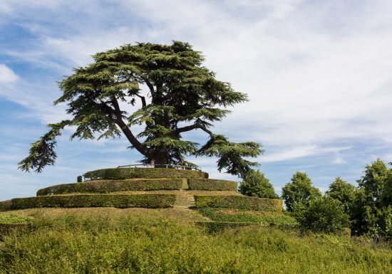 CAEN – PARC – MICHEL – D’ORNANO – CEDRE – DU – LIBAN – CAEN LA MER TOURISME – JUIN – 2017-1