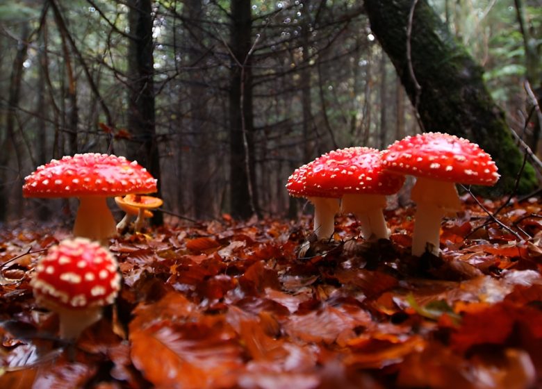 Champignons en sous bois©S Guichard