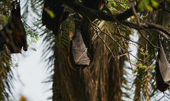 Chauve souris