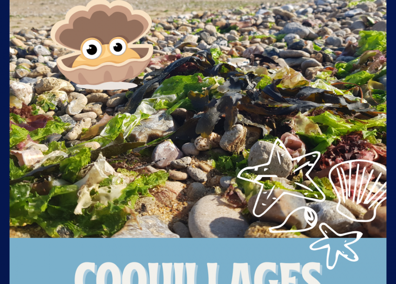 Coquillages-et-crustaces-2