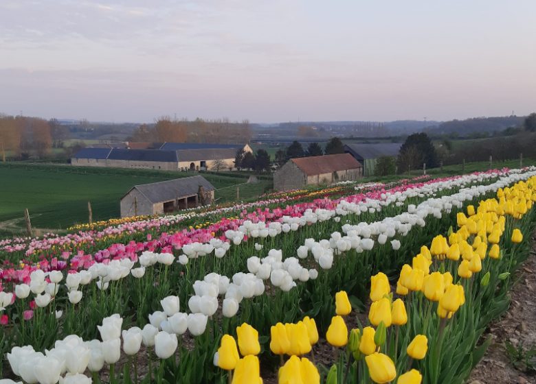 Ferme d’Athis champs de tulipes