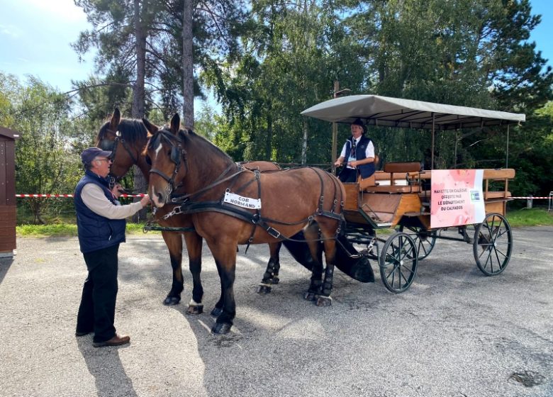 Illustration calèche