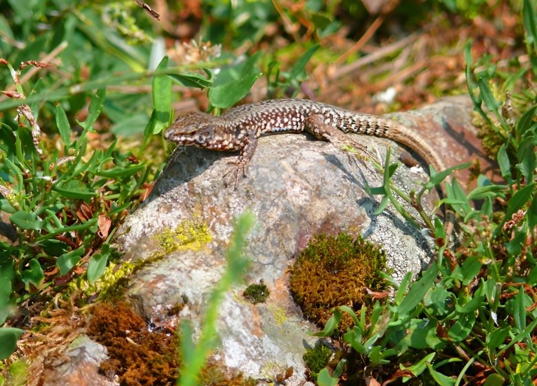 Lezard sur tronc d'arbre©Calvados Tourisme