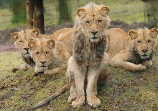 Lions d’Angola