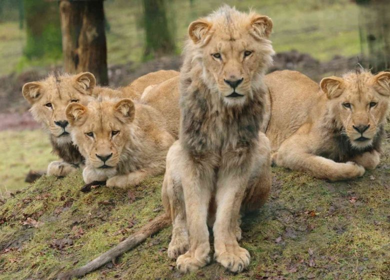 Lions d’Angola