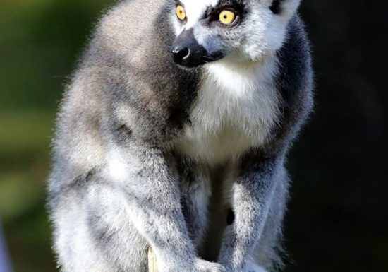 Maki catta – A Cambien