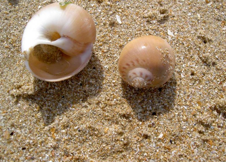 Natice-balade-nautique-Hermanville