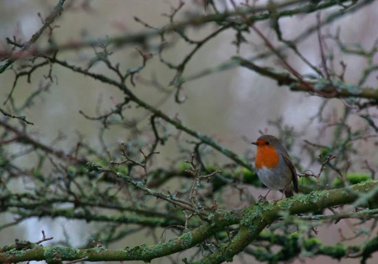Oiseau dans un arbre
