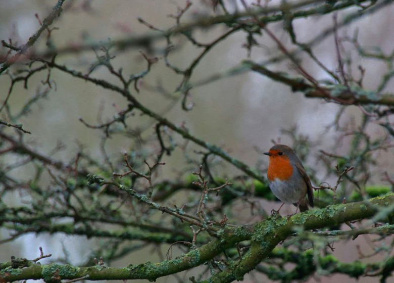 Oiseau dans un arbre
