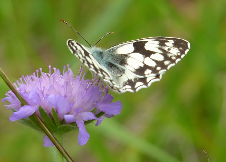 Papillon sur fleur©Calvados Tourisme