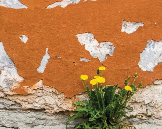 Sauvage de ma rue