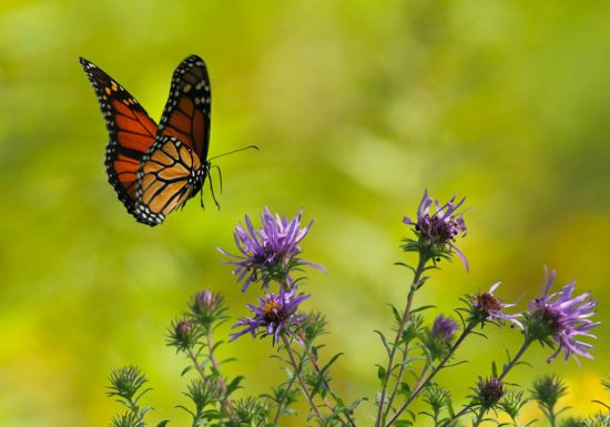 atelier-abri-papillon-le-dome-caen