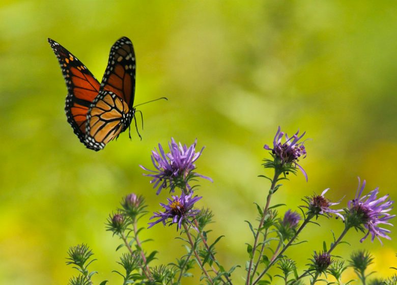 atelier-abri-papillon-le-dome-caen
