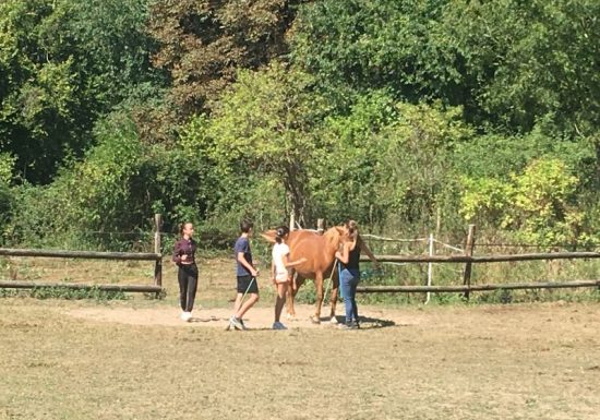 ateliers cheval equicoaching adolescents famille