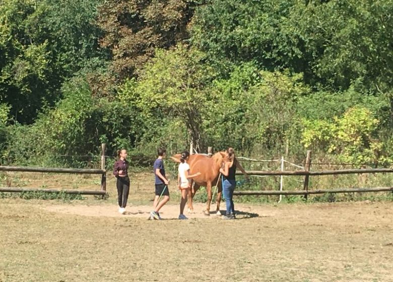 Des ateliers pour les enfants et adolescents avec les chevaux et poneys