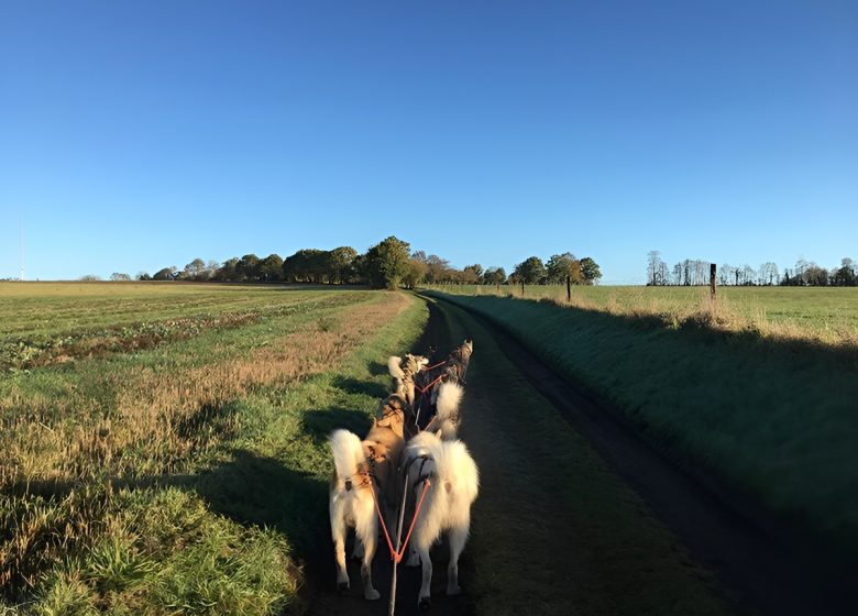 Elevage de chiens de traineaux à Lénault Condé-en-Normandie dans le Calvados