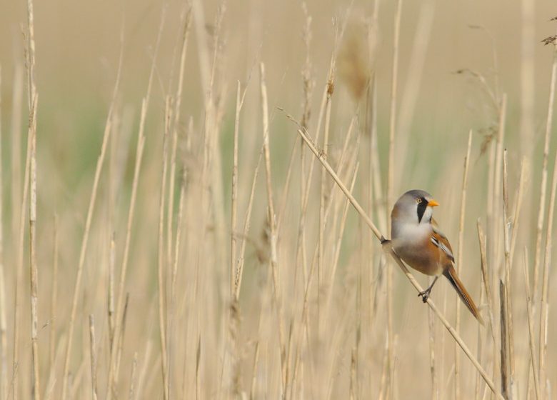 benoit-gauzere-oiseaux