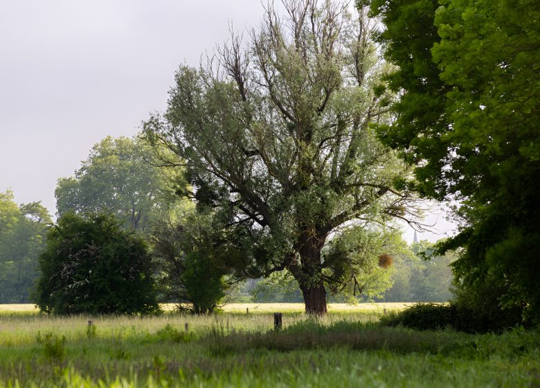 Paysage bocager dans le marais de l’Orne et de la Noë. / © Thierry Houyel