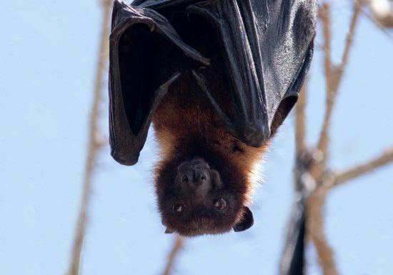 cifer88-bat-7295230_1920