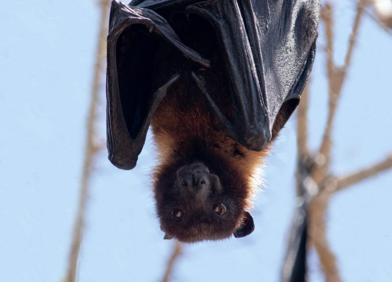 cifer88-bat-7295230_1920